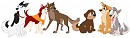 The Balto gang, as yearlings