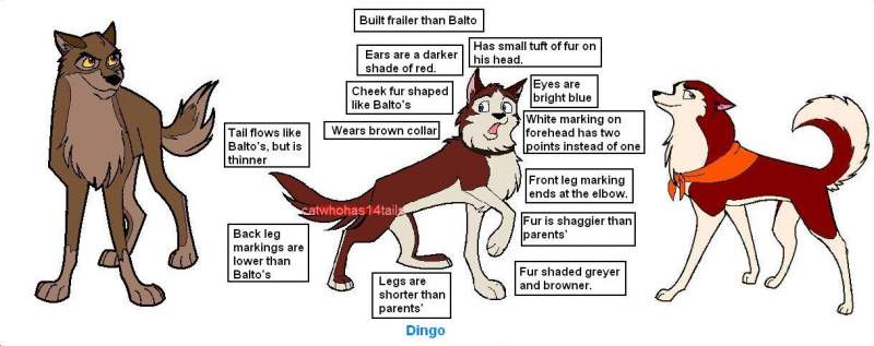 Dingo reference sheet