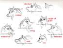 Achak expressions