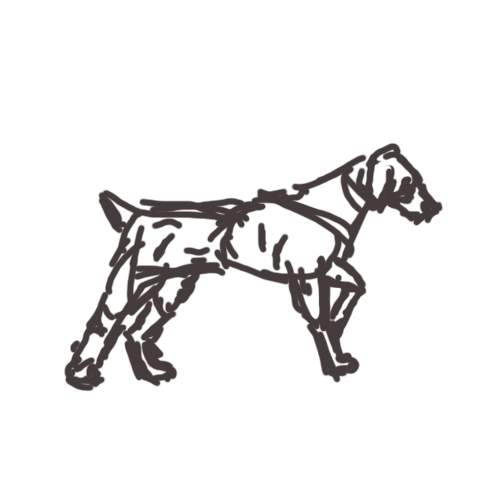 Weimaraner