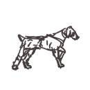 Weimaraner