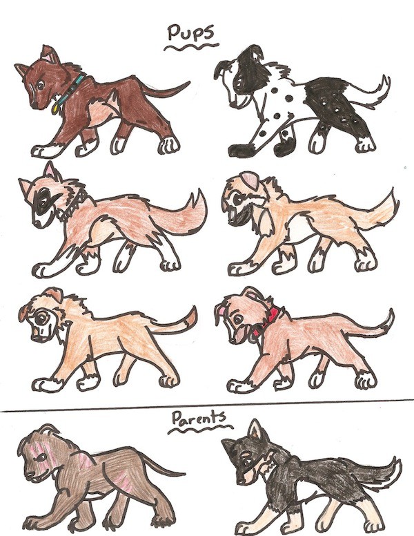 Adopt a pup!