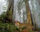 Play with the Forest Fairys