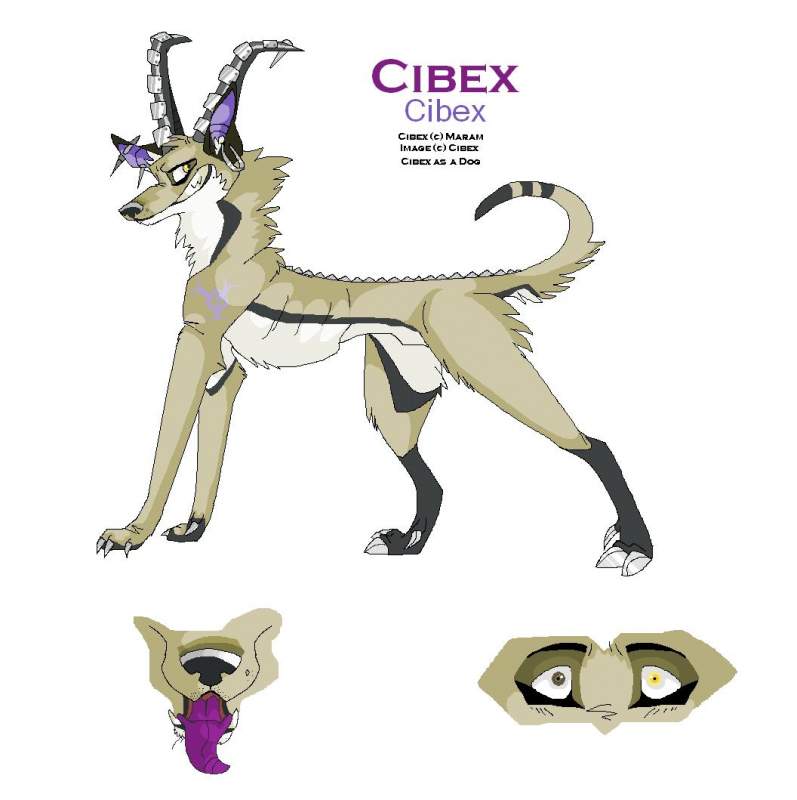The Cibex