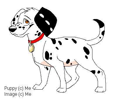 Dalmatian puppy
