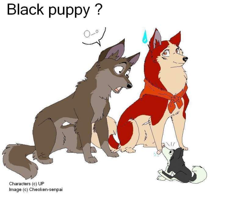 Black Puppy ?