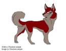 Adult Wolf
