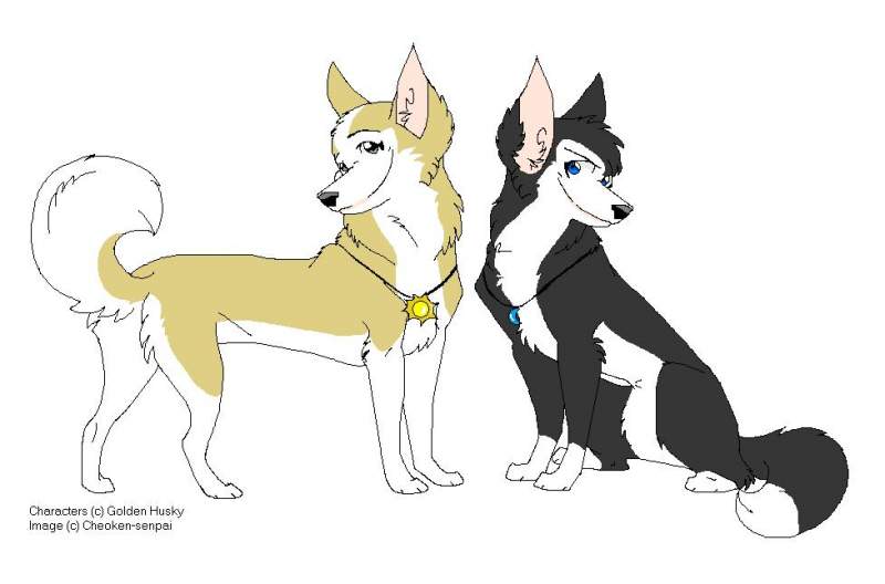 For Golden Husky !