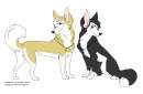 For Golden Husky !