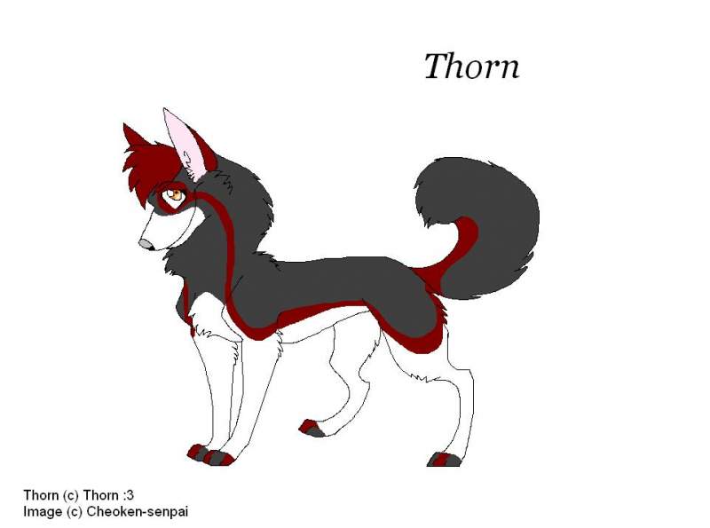 Thorn for Thorn :3