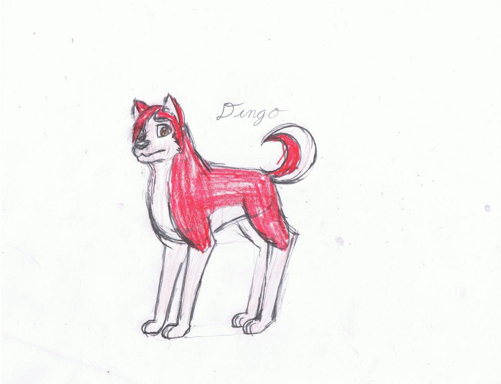 My interpetation of Dingo