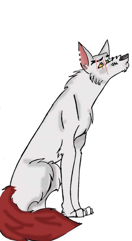 TURKISH VAN FOR CELESTIAL
