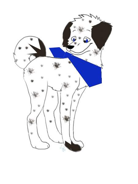dalmation