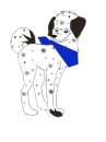 dalmation