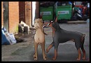You will have to like it