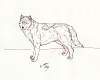 wolf hunt