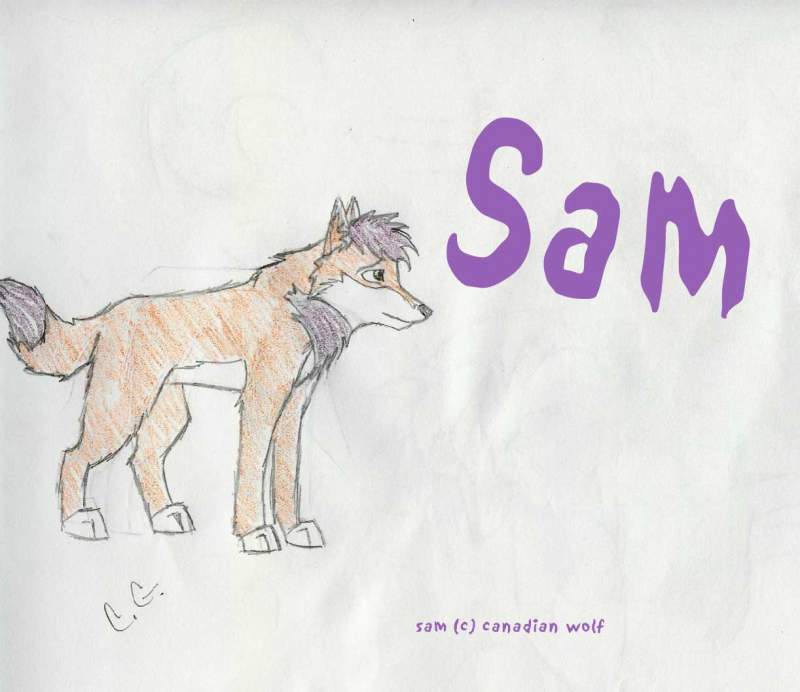 to canadian wolf