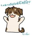 LabrSalukiCollie!!!!!