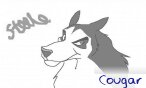 cougar