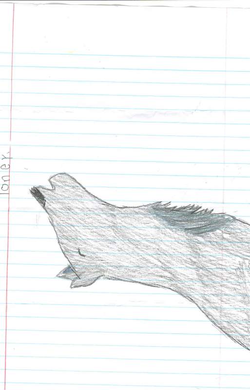random wolf