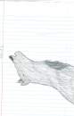 random wolf