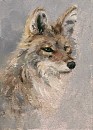 I love to paint. :3 (Joe as  Coyote)