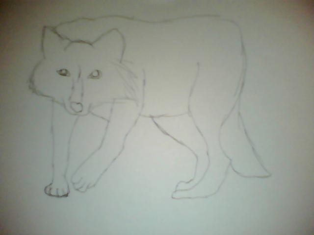 A cruddy white wolf sketch