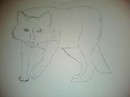 A cruddy white wolf sketch
