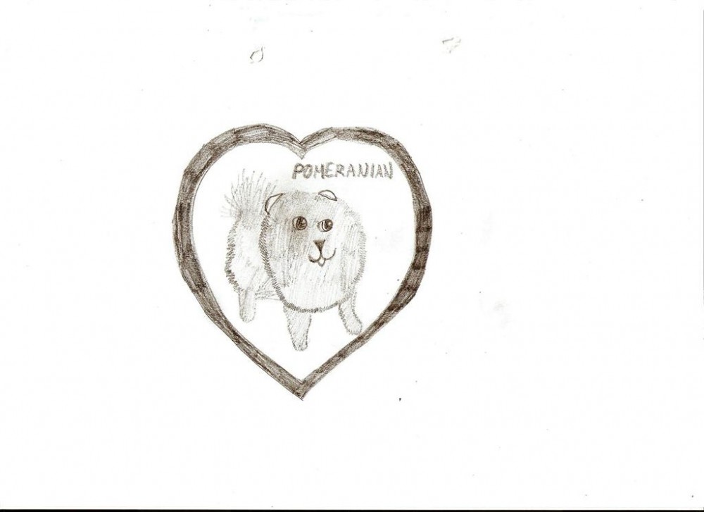 Pomeranian!!!