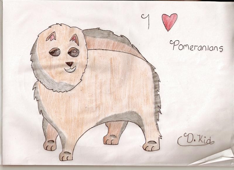 Pomeranian!