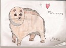 Pomeranian!