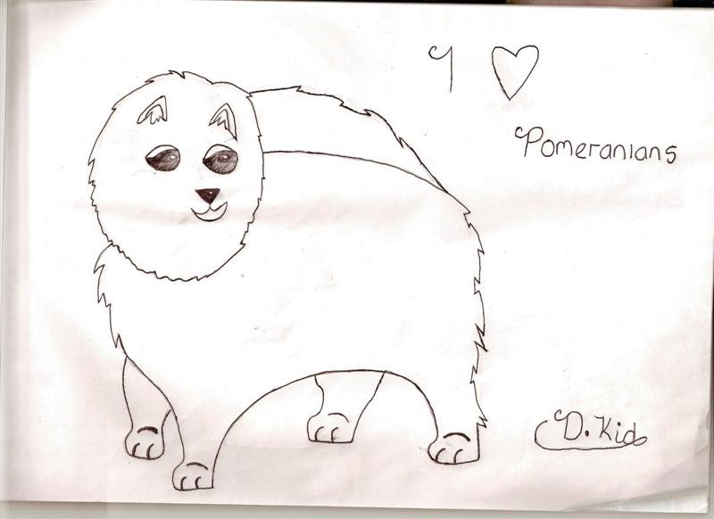 Pomeranian sketch.