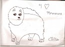 Pomeranian sketch.