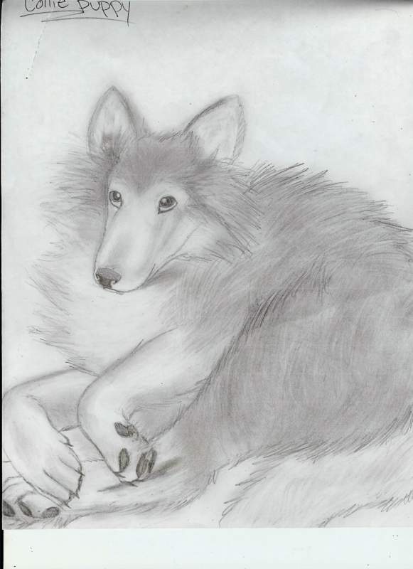 collie