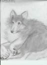 collie