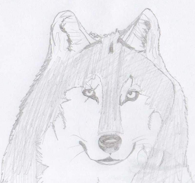 real wolf