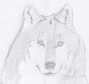 real wolf
