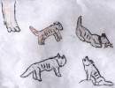 Wolves