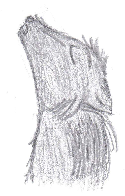 Wolf howling