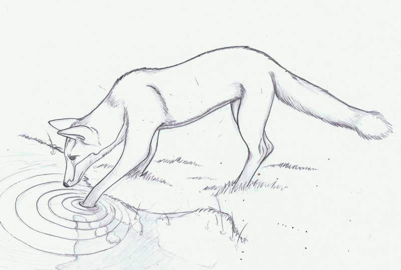 Fox sketch