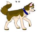 Klee Kai