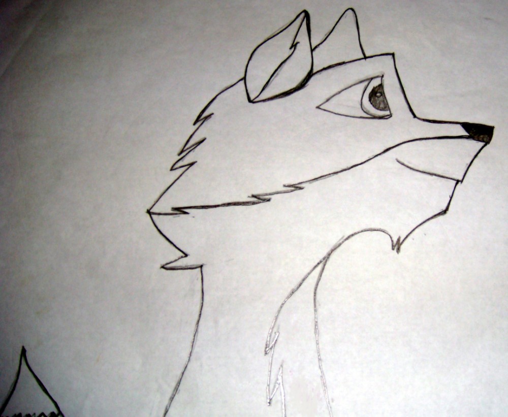 A Fox.