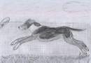 Balù likes run