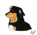 My first dog. 2007: 10 years with us!!!
