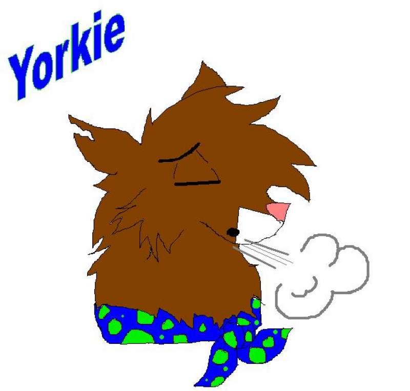 Yorkie