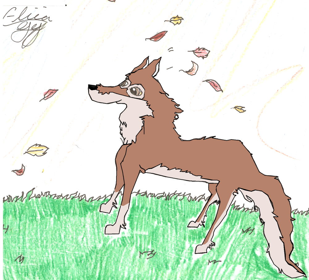 wolf in the wind