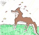 wolf in the wind