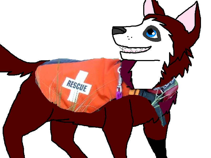 bambam is a search and rescue dog