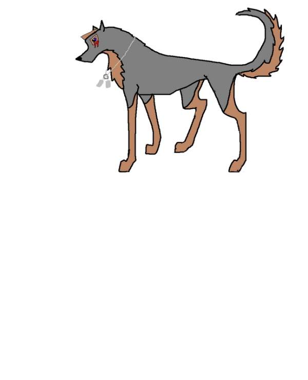 For Safari Wolf