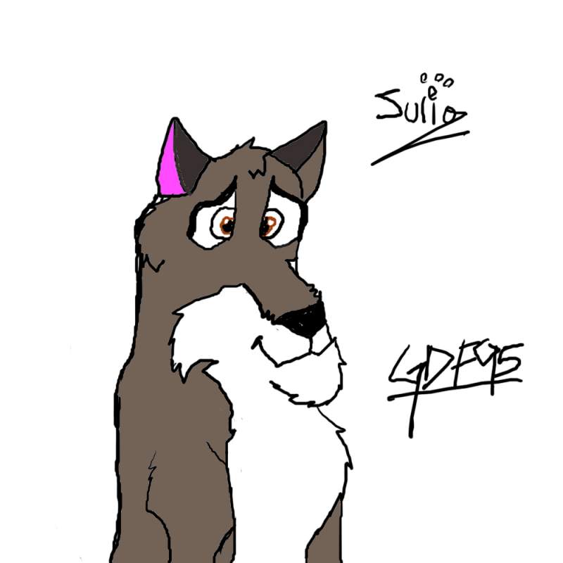 my wolfdog